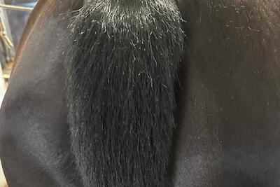 zomereczeem paard na de behandeling