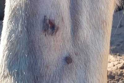 rasp paard