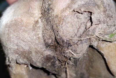 Rotstraal paard
