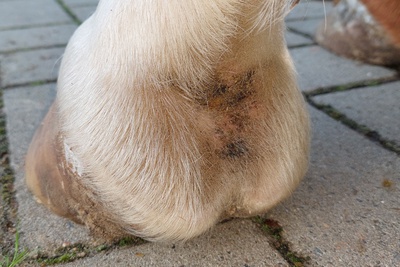 Mok paard benen