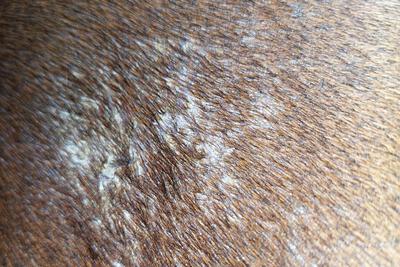 Regenschurft paard