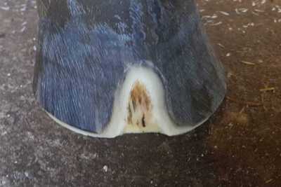 Hufpilz Pferd
