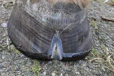 Hufpilz Pferd