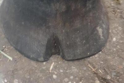 Hufpilz Pferd