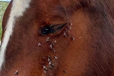 Paard met Vliegen