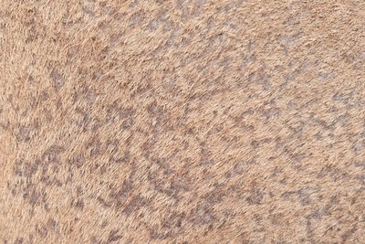 Regenschurft paard