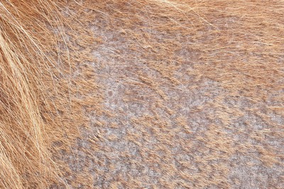 Regenschurft paard
