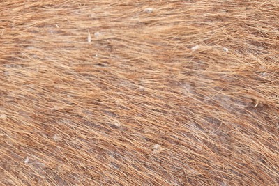 Regenschurft paard
