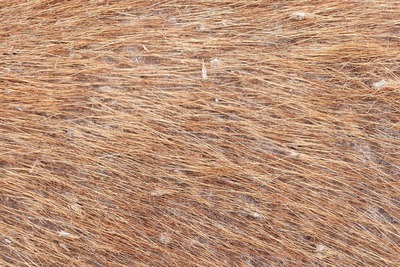 Regenschurft paard