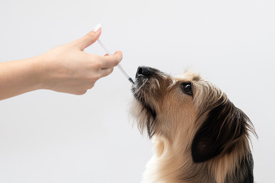 Toediening Tamacan CDB olie hond