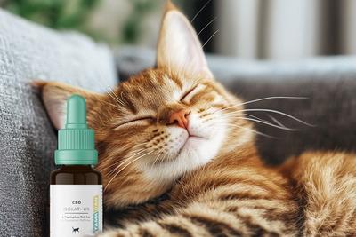 CBD olie voor katten brengt het lichaam weer in balans
