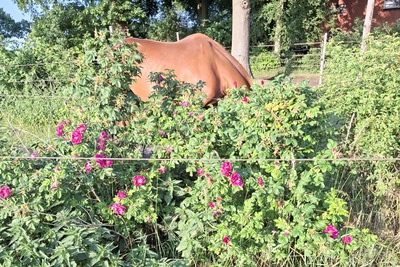 Rozen Paddock paradise