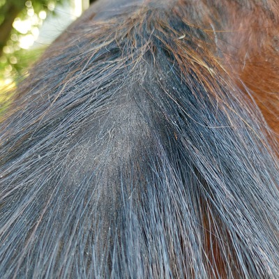 zomereczeem paard