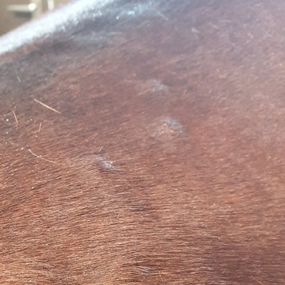 Regenschurft paard