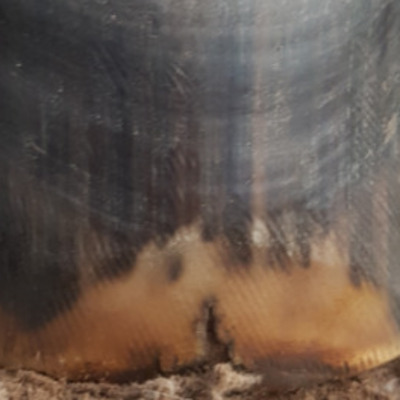 Hufpilz Pferd
