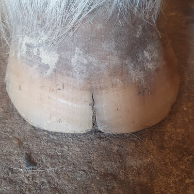 schimmel hoefwand paard