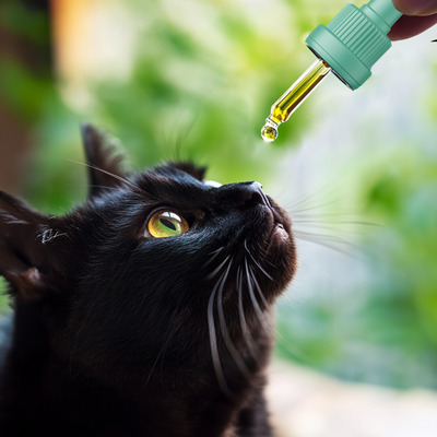 Tamacan CBD olie Kat