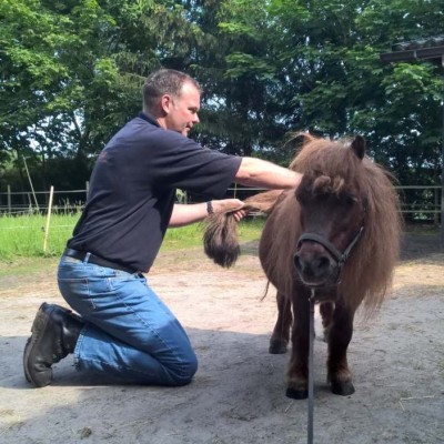 Osteopaat voor paarden