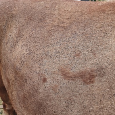Regenschurft paard