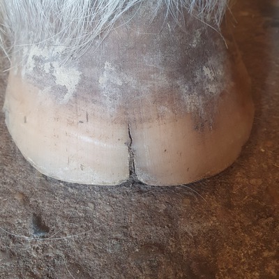 Hufpilz Pferd